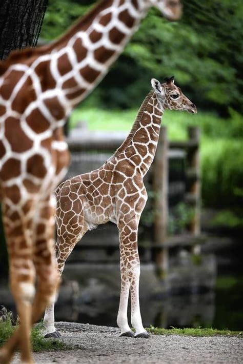 Baby Giraffe At Brookfield Zoo Chicago Tribune