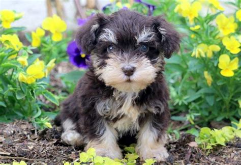 Pippy Schnoodle Puppy For Sale Keystone Puppies Schnoodle Puppy