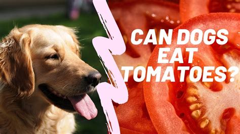 30 Can Dogs Eat Green Tomatoes Home