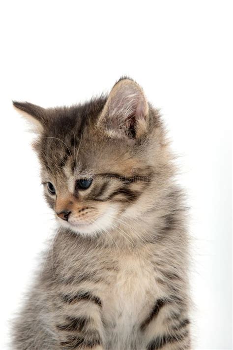 Cute Tabby Kitten Sitting On White Stock Image Image Of Sitting