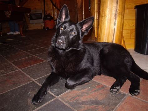 All Black German Shepherd Puppies All You Need Infos