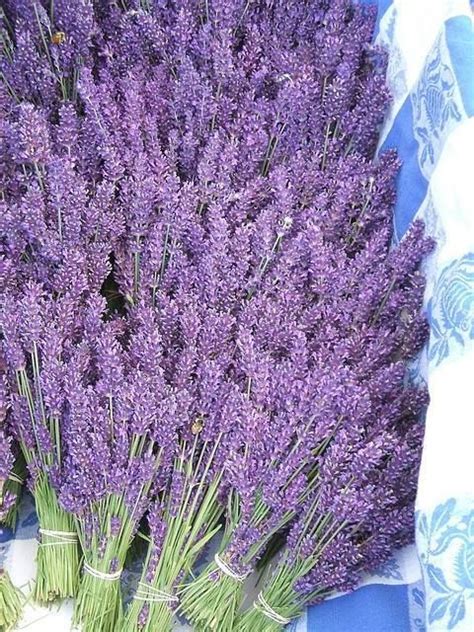 Pin By Jovanka On Lavender Lavender Garden Lavender Flowers