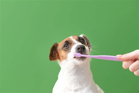 Zahnstein beim Hund: Tipps zum Entfernen und Vorbeugen
