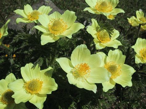 Una raccolta di tantissime foto di buonanotte nuove da condividere su facebook e immagini di buongiorno e buonanotte speciale da scaricare gratis. sfondi per lo schermo: fiori: di montagna