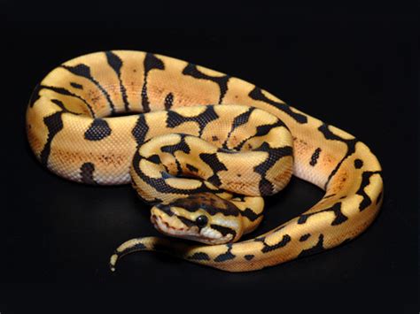 Desert Woma Morph List World Of Ball Pythons