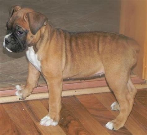 Are Valley Bulldogs Born With Tails