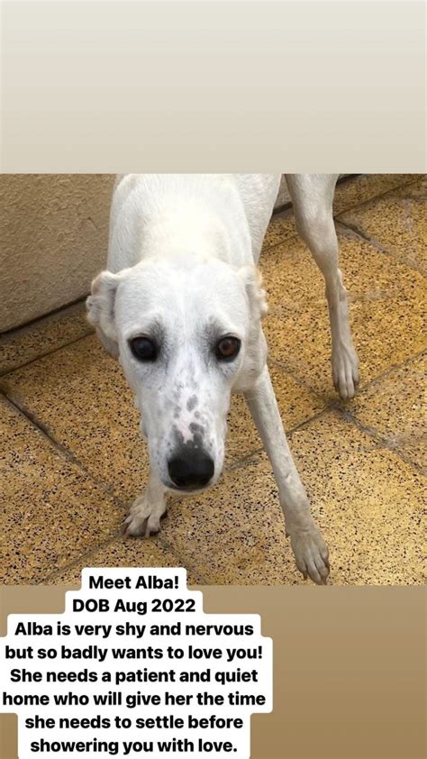 Dogs Available For Adoption Paws Rescue Qatar