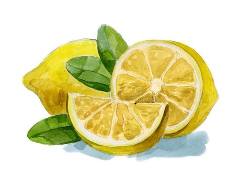 Watercolor Hand Drawn Lemon Stock Illustration Illustration Of Lemon