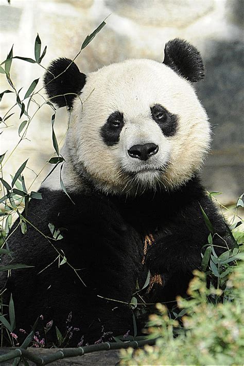 Great Panda Ii Photograph By Keith Lovejoy Pixels