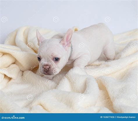 4 Weeks Puppy French Bulldog Stock Photo Image Of Bulldogs Frensh