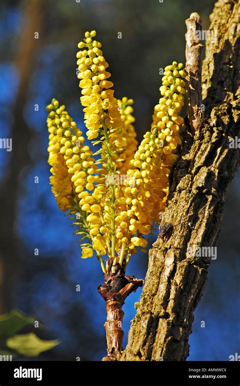 Mahonia Lomariifolia With Fly Stock Photo Alamy