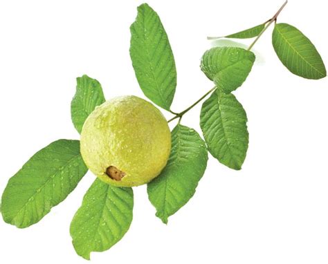 There are various health benefits of guava and guava leaves, one of which is the ability to reduce the risk of cancer. Guava leaves - The leaves with immense medicinal value ...