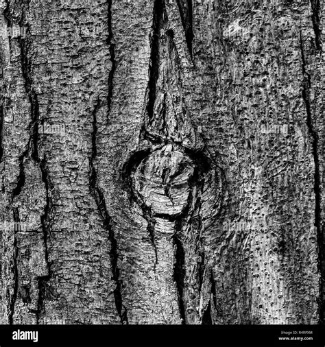 The Bark Of A Coastal Redwood Sequoia Sempervirens With A Central