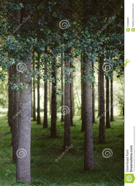 Trees Planted In A Row In The Forest Stock Image Image Of Forestry