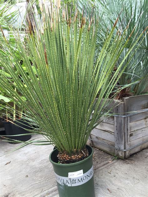 Very Tall Spiky Grass Drought Tolerant Plants Outdoor Kitchen Front