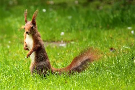 Bakgrundsbilder Gräs Gräsmatta äng Prärie Söt Vilda Djur Och