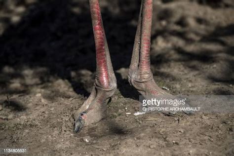 Ostrich Feet Photos And Premium High Res Pictures Getty Images