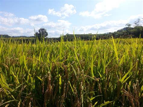 Free Images Landscape Nature Plant Sky Farm Meadow Prairie