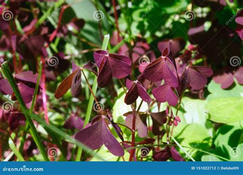 Maroon Leaves Oxalis In The Summer Garden Stock Photo Image Of