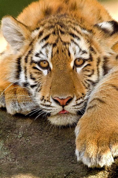 1562 Best Tigers Living Symbol Of Strength And Power