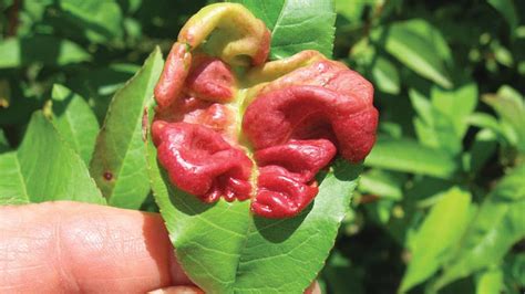 10 Peach Tree Diseases And How To Treat Them Rhythm Of The Home