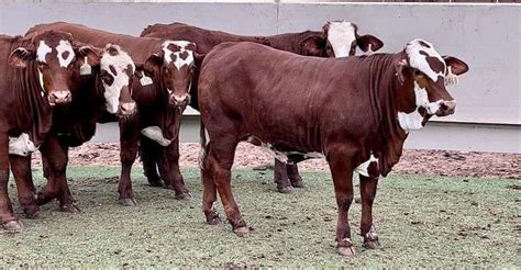 Santa Gertrudis Hereford Cross Jandj Cattle Co