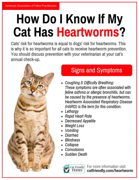 Heartworms are transmitted to cats by mosquitos, who can pick up baby heartworms from infected dogs and other animals. Flyers Archives | Cat Friendly Homes