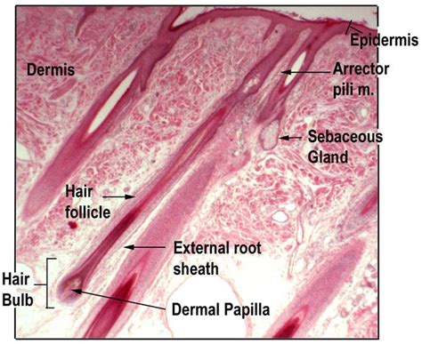 Skin With Follicle Sebaceous Gland Skin Anatomy Nursing School Tips