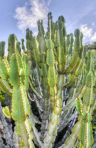 Cactus Of South Africa Stock Photo Download Image Now Africa