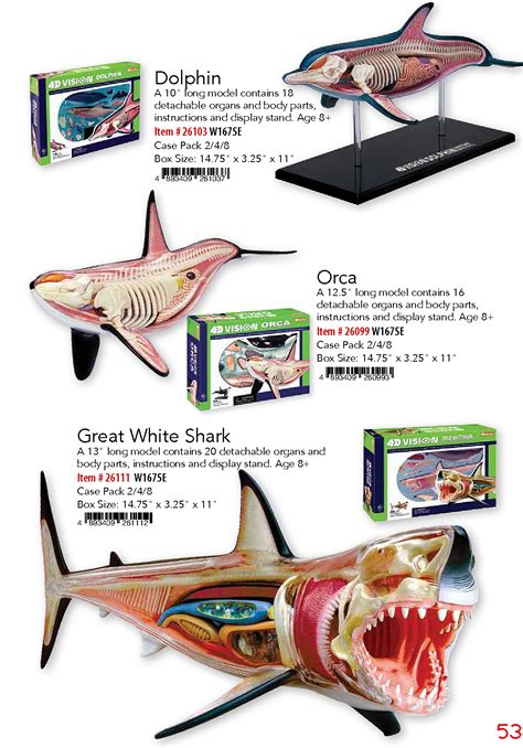 Educational 4d Vision Great White Shark Anatomy Model Te6831226