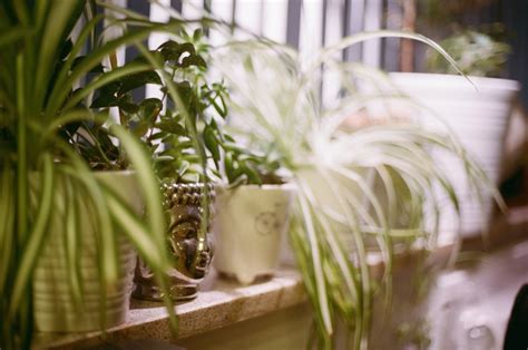 Best Pot For Spider Plants Help Your Beautiful Tropical Thrive