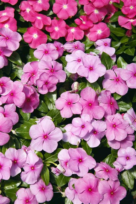 Sow them after the final frost in the spring, or start them indoors six to eight weeks prior to your last frost. The 15 Best Annual Flowers You Need to Plant In Your Yard ...