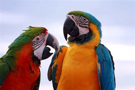 Os 50 Pássaros Mais Bonitos Do Brasil Turismo De Natureza