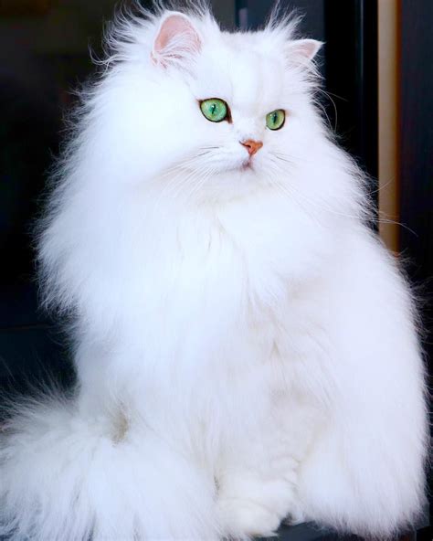 Maybe you would like to learn more about one of these? Fluffy White Cat Breeds With Blue Eyes - Pets Lovers