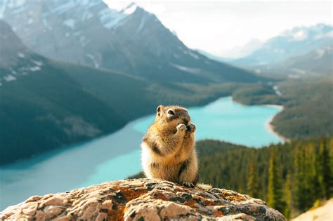 Animals That Live In Canada