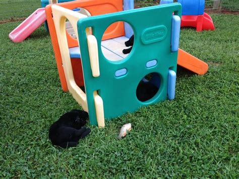 An easy way to mitigate this includes placing play equipment on protective surfaces. Puppy playground - Little Tikes | Puppy playground, Dog ...