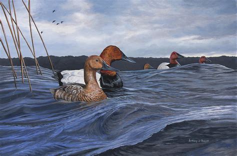 Canvasbacks Painting By Anthony J Padgett Fine Art America