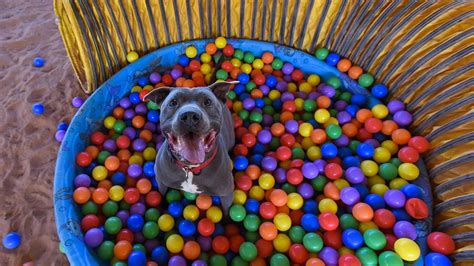 Diy Enrichment Ideas For Dogs Blog Post With Images Pit Dog Ball