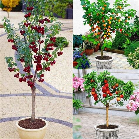 Dwarf Patio Fruit Trees Collection Apricot Cherry And Peach