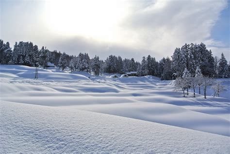 Snow Filled Trees Photo Free Image Peakpx