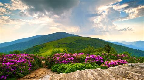 Flower Meadow And Mountains Wallpapers Wallpaper Cave