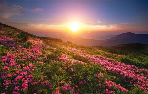 Sunrise Photo Of Flower Fields Around Stock Photo Free Download