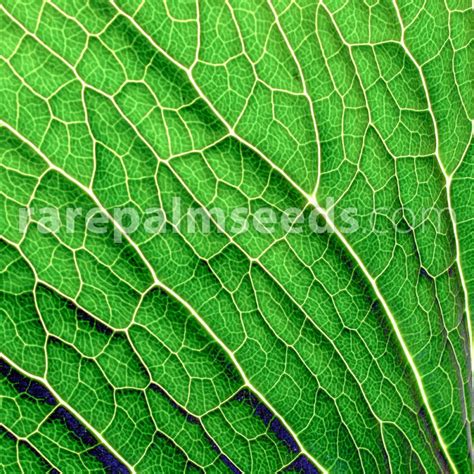 Refer to this guide if you start gardening or use them at home. Arisaema speciosum - Double-Whip Cobra Lily - Buy seeds at ...