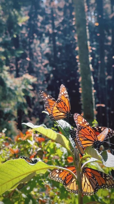 Folksceneryinstagram On Pinno ️ Watching These Monarchs Take Flight