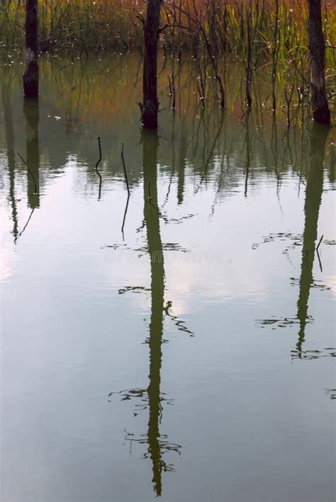 Trees Reflected In The Water Stock Photo Image Of Mirror Water