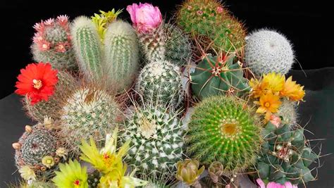 Plantas que atraen mala suerte según el Feng Shui La FuenteLa Fuente