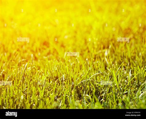 Beautiful Natural Green Grass Blurred Background Stock Photo Alamy