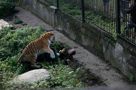 Terrifying Tiger Attack Horror Pics Show Big Cat Mauling Zookeeper
