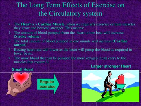 Ppt The Circulatory System And Exercise Powerpoint Presentation Free