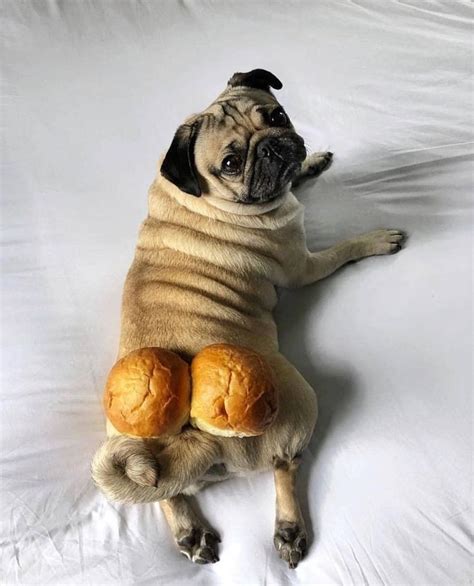 C U T E Pugs Funny Baby Pugs Funny Dog Pictures